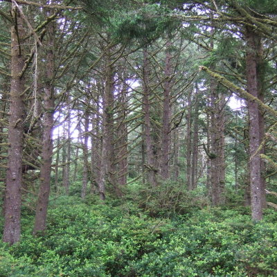 사이유슬로 국유림(Suislaw National Forest), 숲